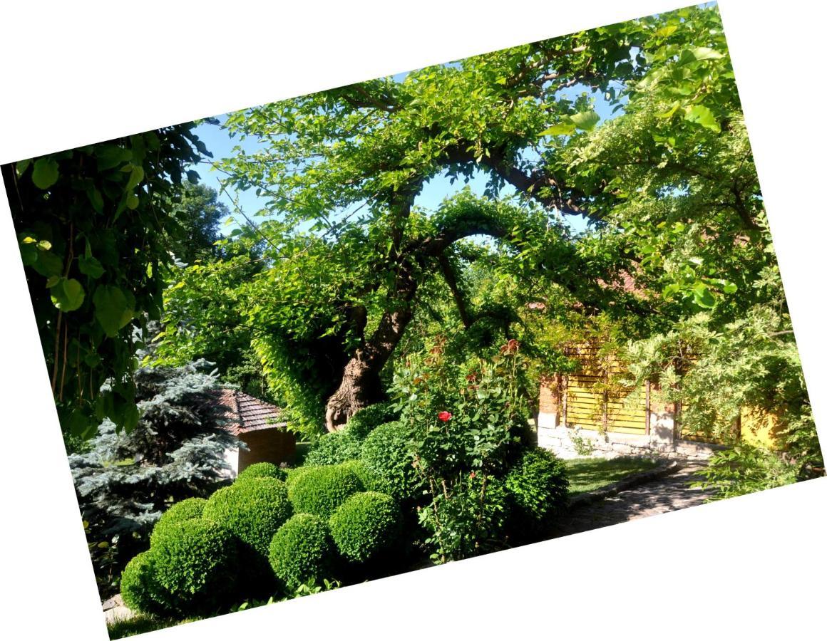 Guesthouse Djuric Negotin Esterno foto
