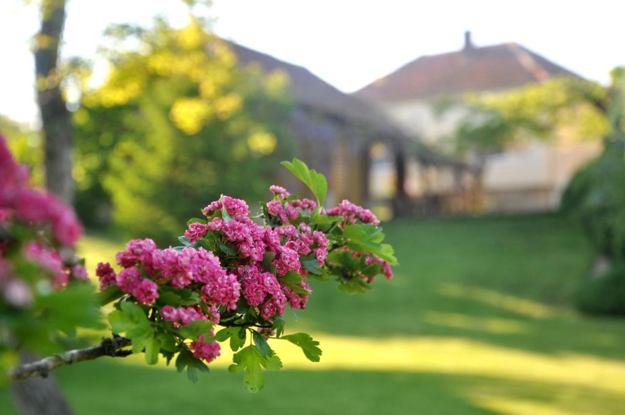 Guesthouse Djuric Negotin Esterno foto